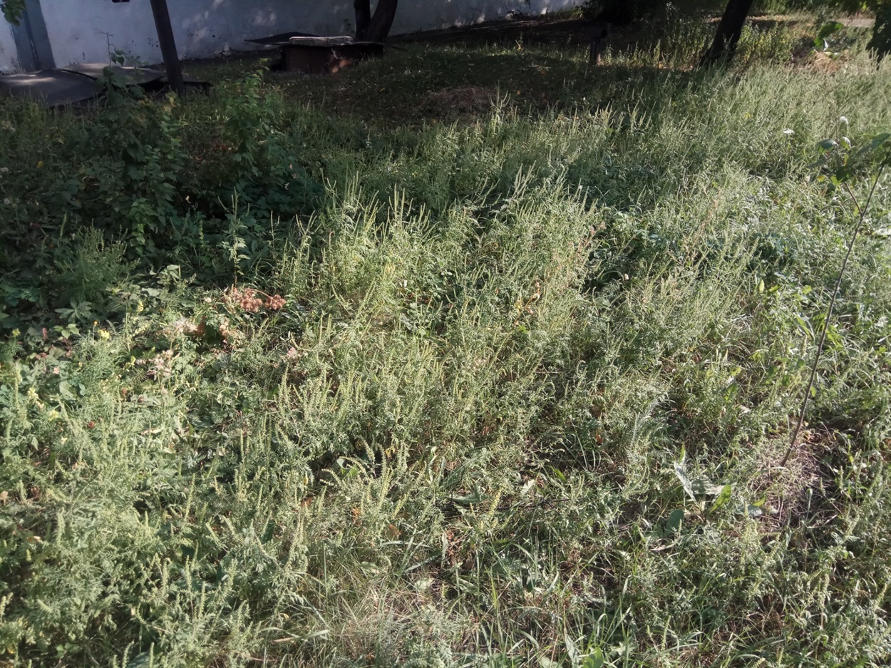 Зарості молодої амброзії під вікнами багатоповерхівки по вул. Гагаріна