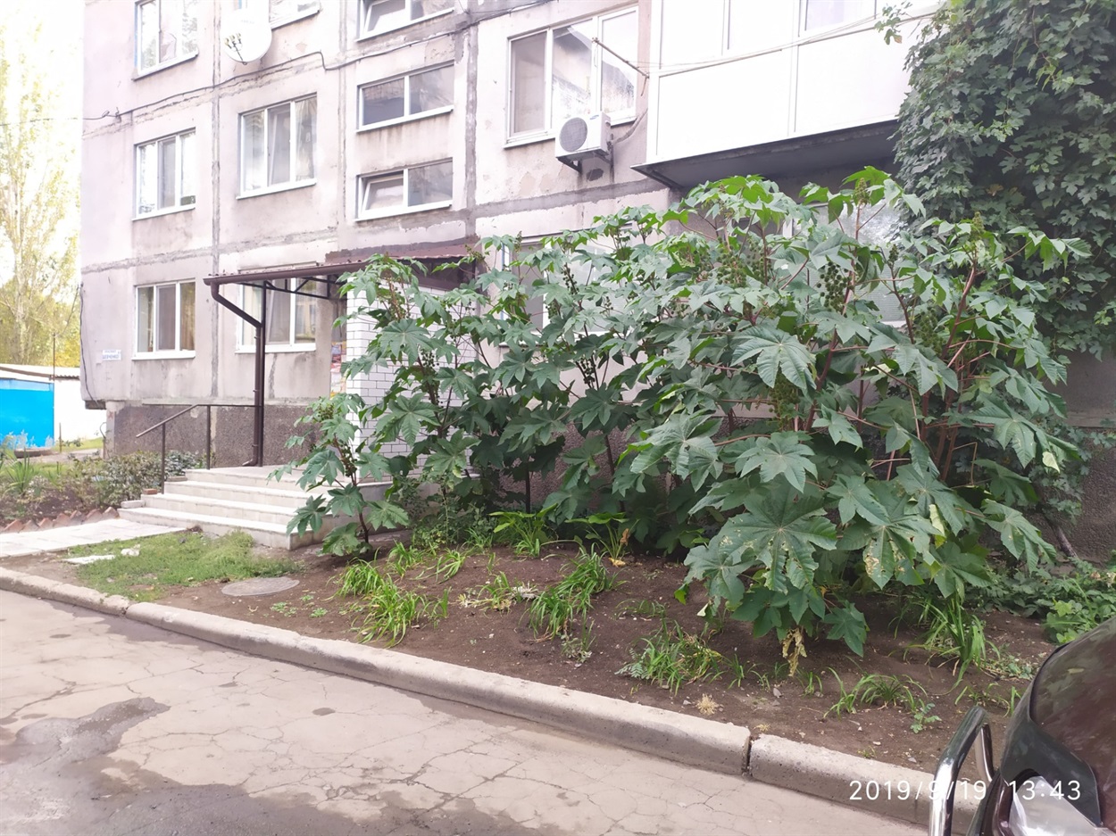 Рицина біля будинку по вул. Шевченко, 11