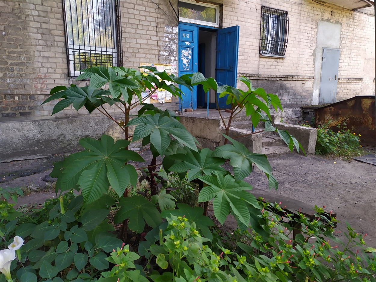 Кущ рицини біля будинку 20 по вул. Театральній
