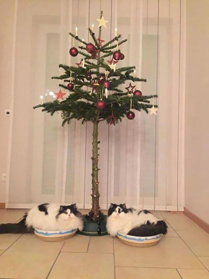 Ялинка для котів