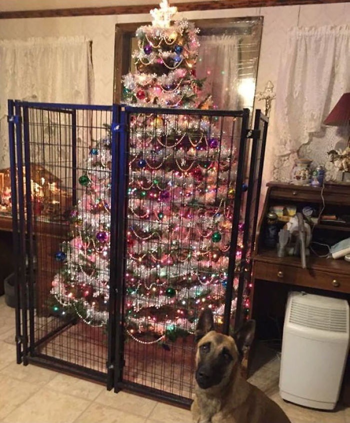 Ялинка в клітці