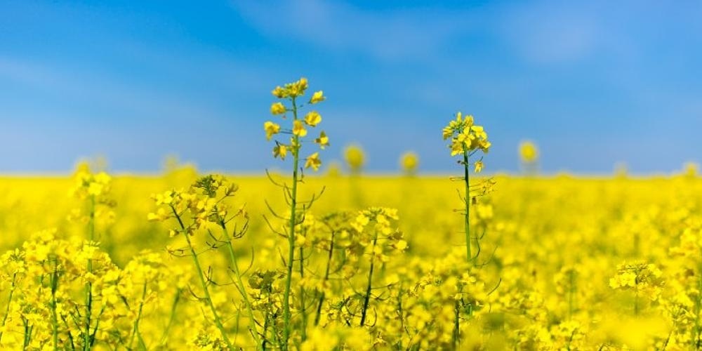 Ріпакове поле